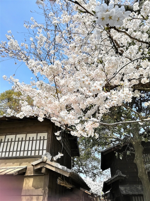 映画村の桜